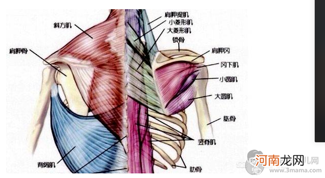 张子枫的肩膀怎么练的斜方肌消失了？斜方肌怎么消除及怎么瘦图解