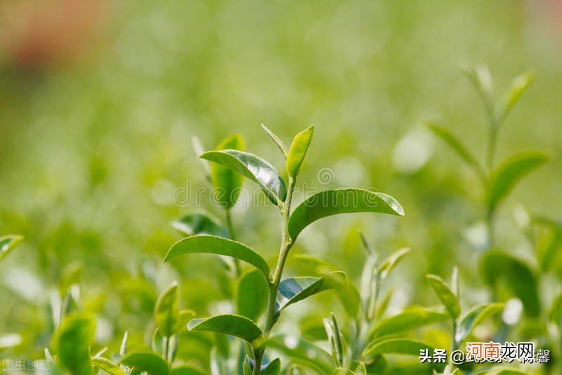 四季发芽的茶树 茶树几月发芽