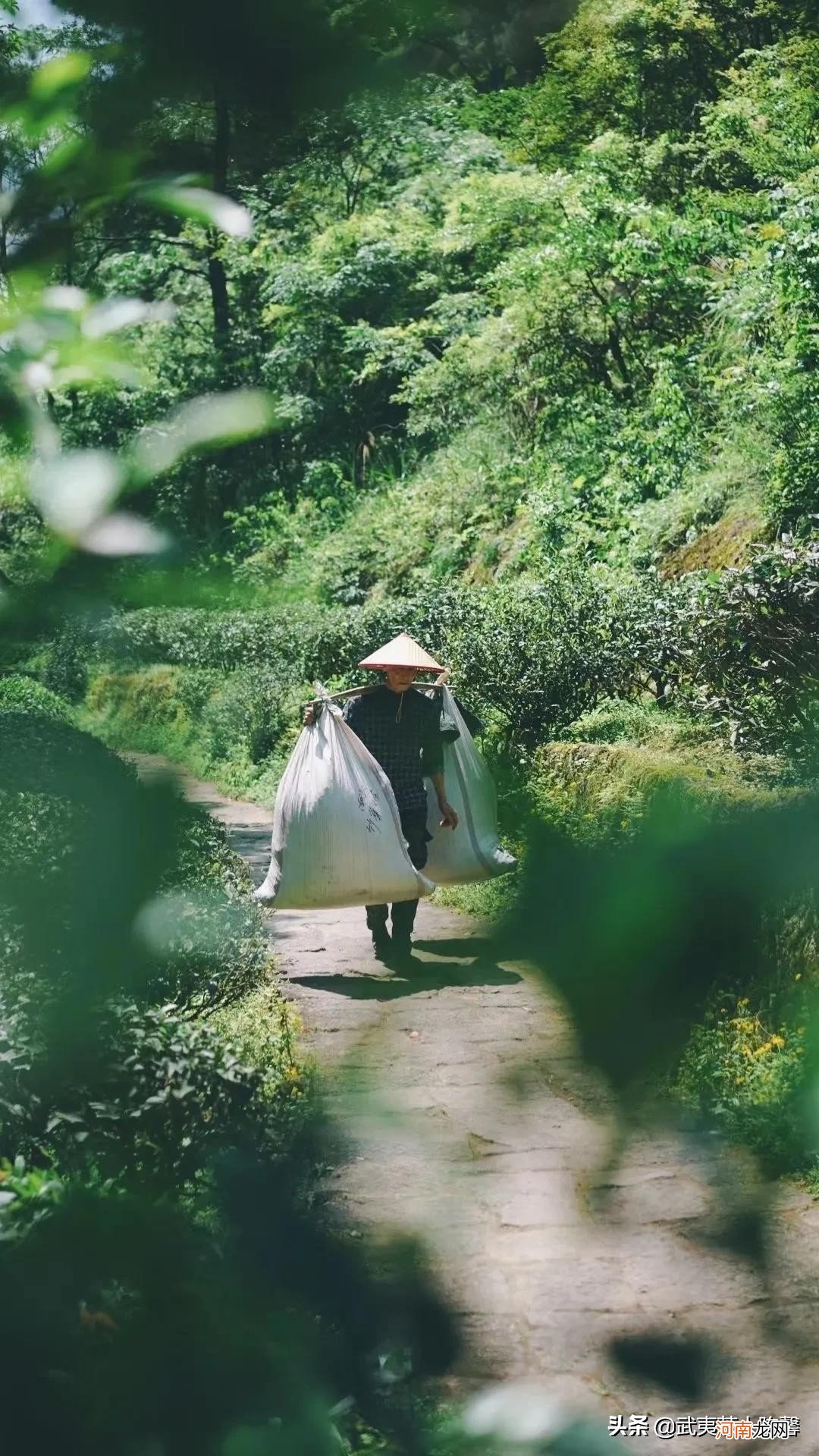 四季发芽的茶树 茶树几月发芽