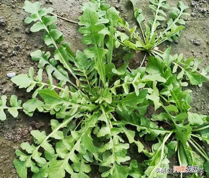 怎么区分几种容易跟荠菜混淆的野菜 容易和荠菜混淆的野菜图片