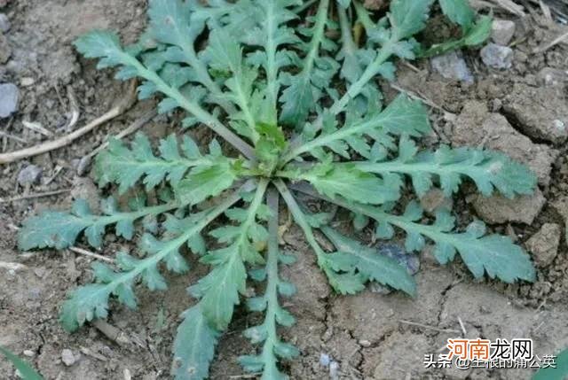 怎么区分几种容易跟荠菜混淆的野菜 容易和荠菜混淆的野菜图片