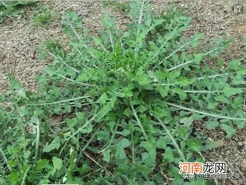 怎么区分几种容易跟荠菜混淆的野菜 容易和荠菜混淆的野菜图片