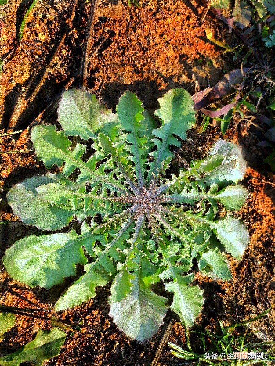 怎么区分几种容易跟荠菜混淆的野菜 容易和荠菜混淆的野菜图片