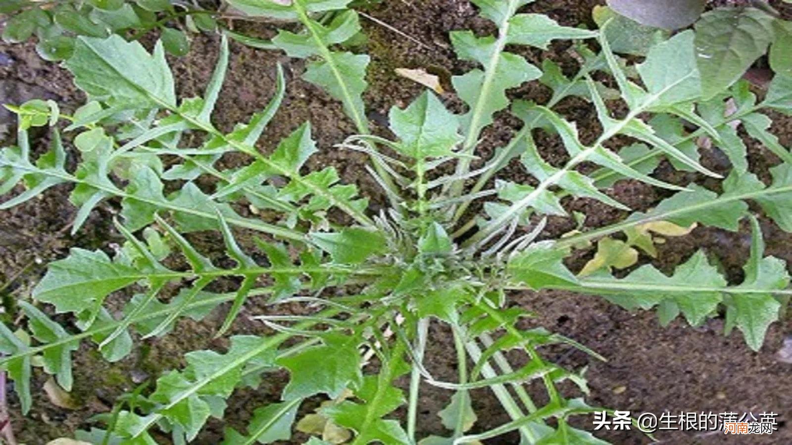 怎么区分几种容易跟荠菜混淆的野菜 容易和荠菜混淆的野菜图片