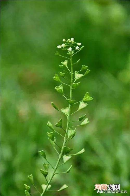 怎么区分几种容易跟荠菜混淆的野菜 容易和荠菜混淆的野菜图片