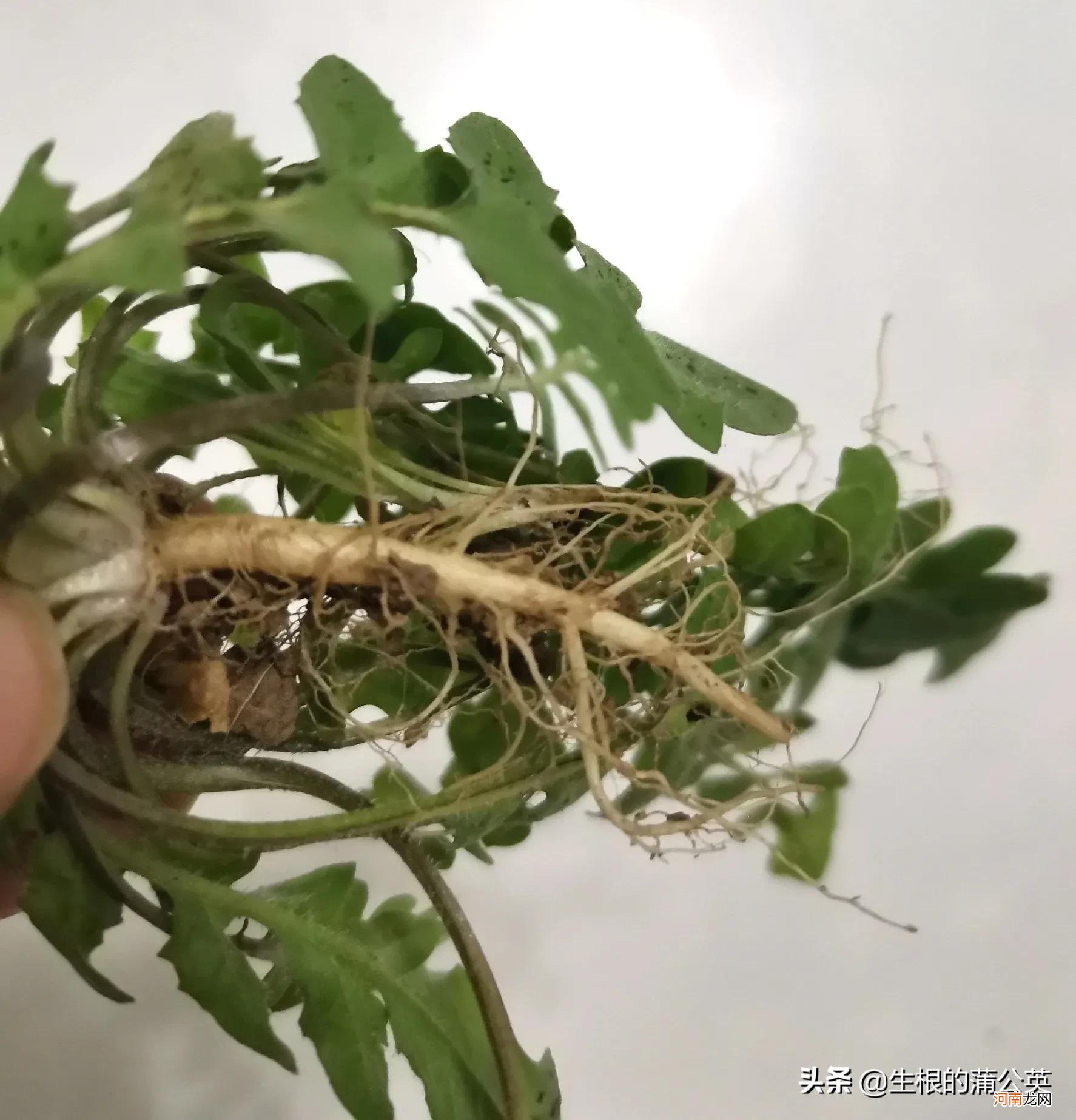 怎么区分几种容易跟荠菜混淆的野菜 容易和荠菜混淆的野菜图片