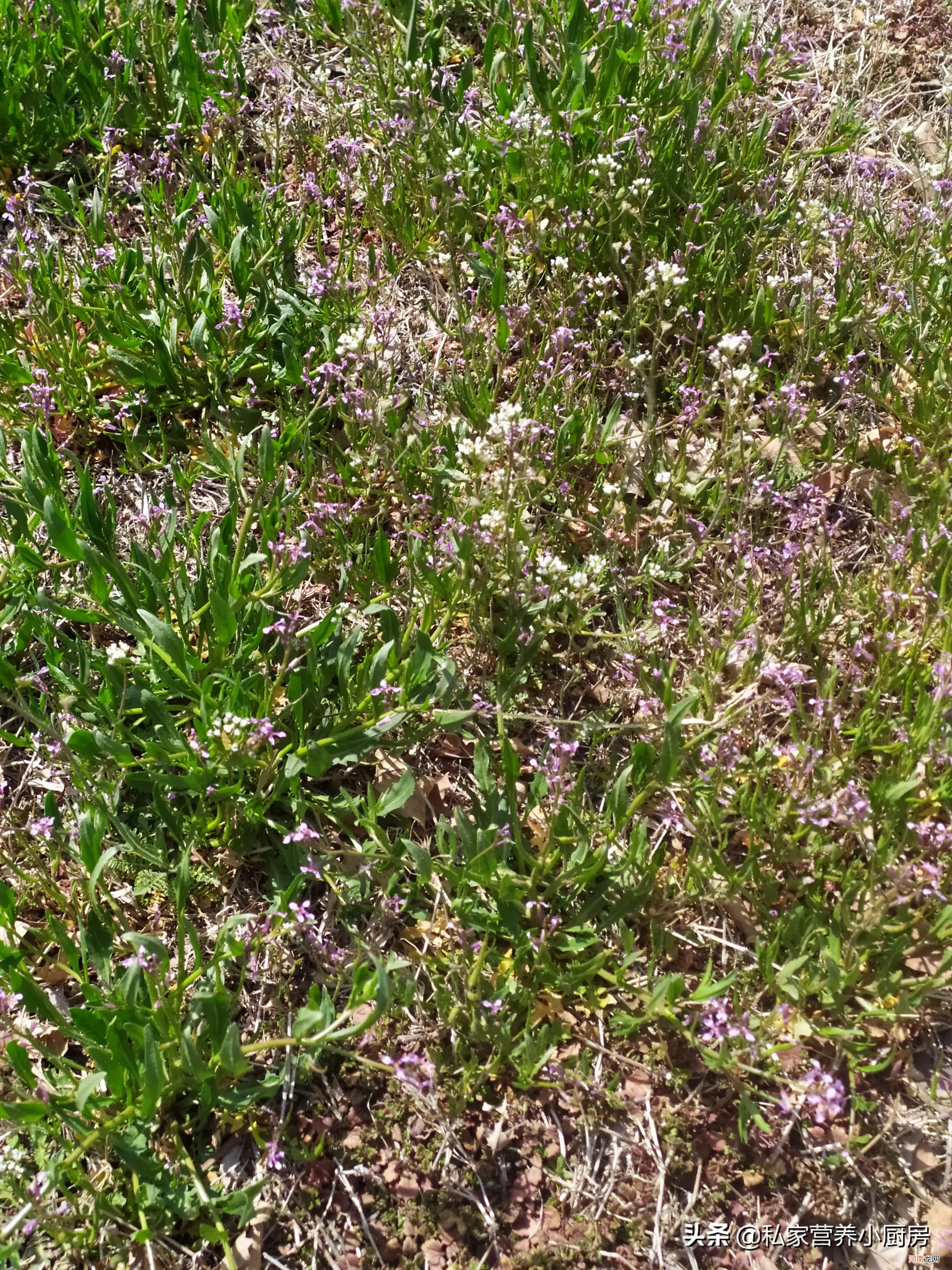 吃荠菜也是春天里一项专属的快乐 春节吃荠菜