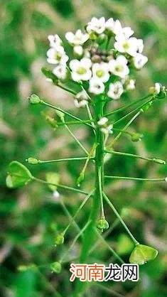 荠菜的识别要点和利用价值 荠菜价值与食用方法