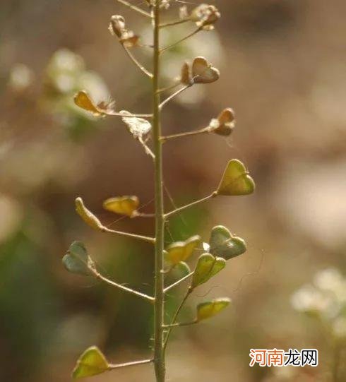 荠菜的识别要点和利用价值 荠菜价值与食用方法