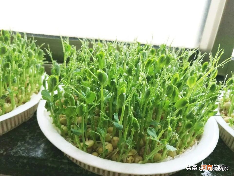 你会培育芽菜吗 芽苗菜是怎样培育出来的