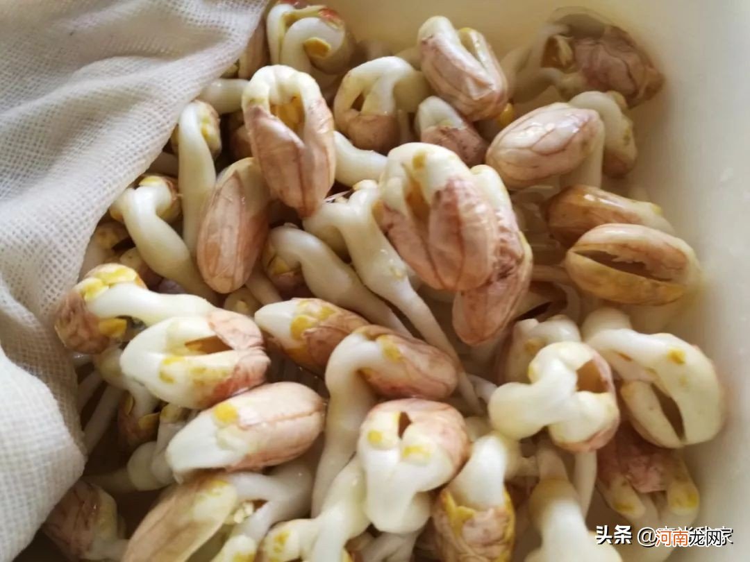 你会培育芽菜吗 芽苗菜是怎样培育出来的