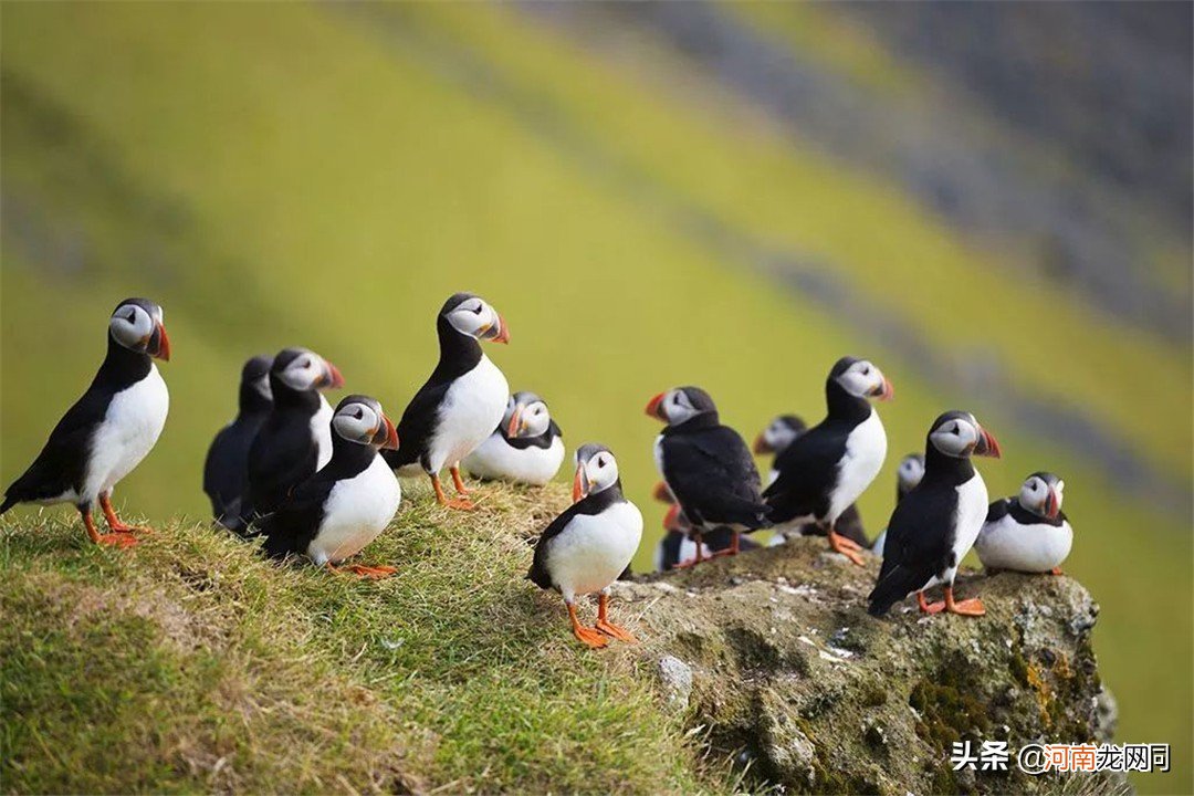 为什么却被当地人奉为美食 为什么人喜欢美食