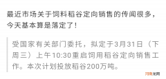 大米用来替代玉米喂猪的消息刚刚也被确认了 大米能代替玉米喂养吗