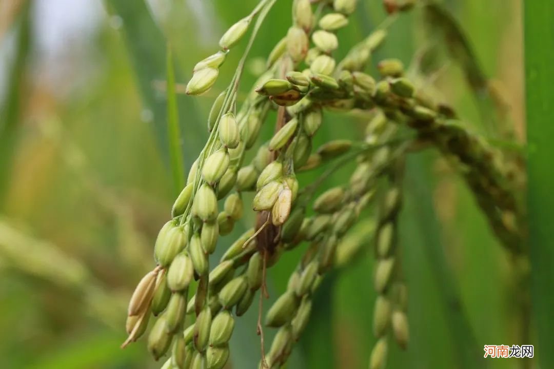 为什么稻米可以直接吃，小麦却总是磨面吃？| 趣问万物