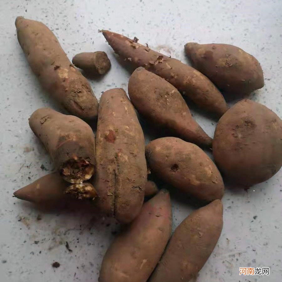 红薯上有黑斑是否有毒 长斑红薯有毒吗