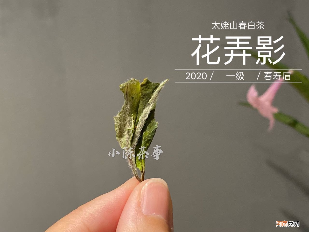 茶具买了不会冲泡怎么办？泡茶小白人手一份的独门秘籍，太实用了