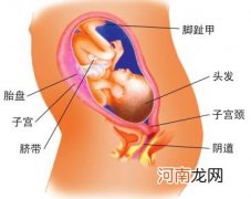 怀孕15周胎儿在什么位置图片