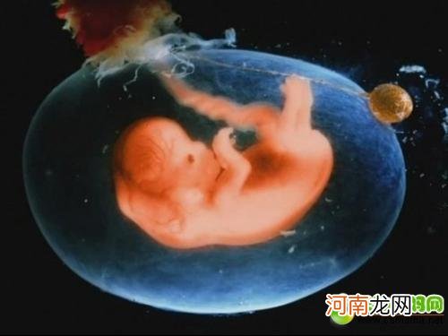 怀孕15周的宝宝有多大图片