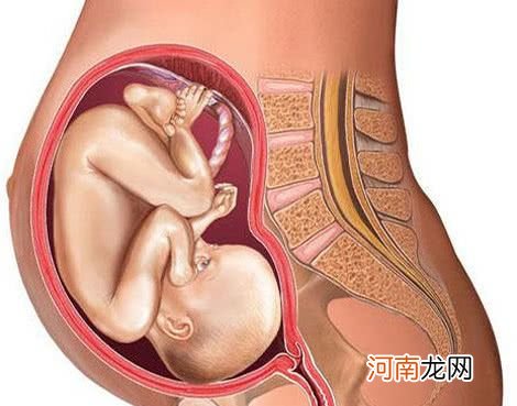 15周胎儿在肚子里干嘛