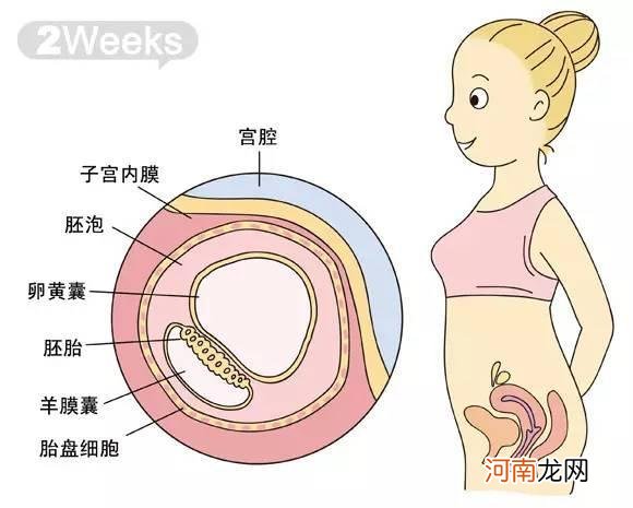 怀孕15周胎儿有多大图片