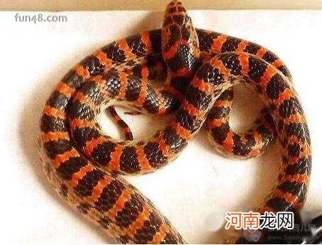 毒性小 赤练蛇有毒吗，世界上最受争议的蛇