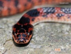 毒性小 赤练蛇有毒吗，世界上最受争议的蛇