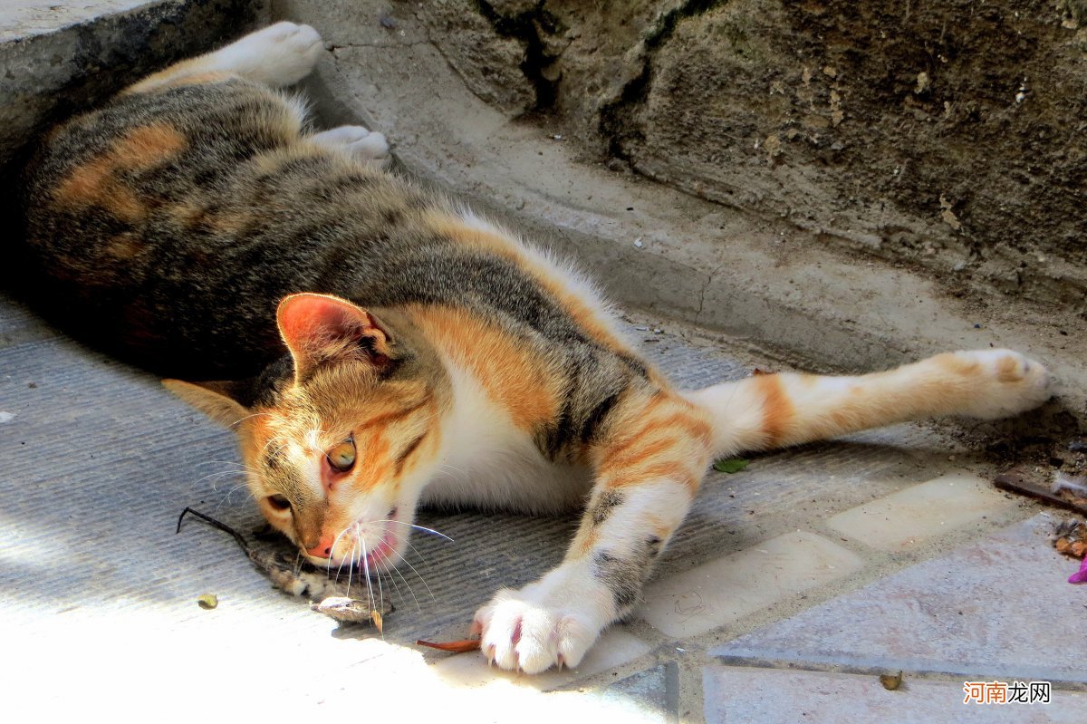 现在的猫咪不抓老鼠 现在的猫都不会抓老鼠