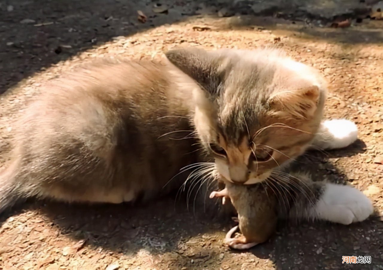 现在的猫咪不抓老鼠 现在的猫都不会抓老鼠