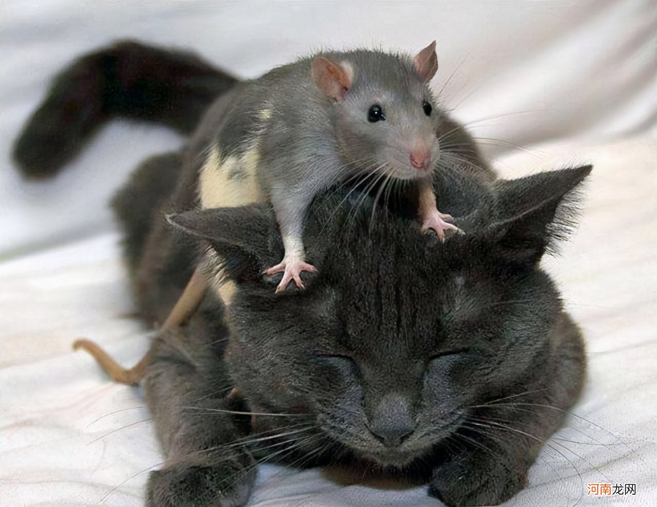 现在的猫咪不抓老鼠 现在的猫都不会抓老鼠