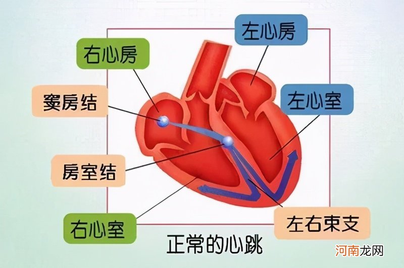 为什么除颤仪可以救命 除颤仪为什么能救人