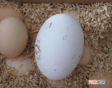 鹅蛋下奶怎么样 来看看鹅蛋的功效介绍