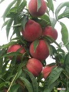桃子的种类 桃子的种类及图片