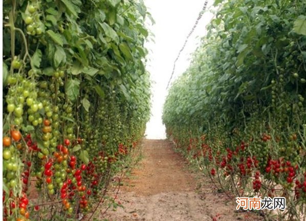 圣女果是一种什么样的植物 圣女果属于什么植物