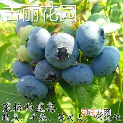 关于蓝莓是什么季节的水果的信息