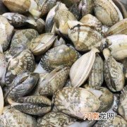 文蛤和花蛤的区别 文蛤的营养价值及功效