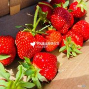 摘草莓的季节 几月份适合摘草莓