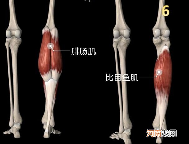 比目鱼肌在哪 比目鱼肌起止点