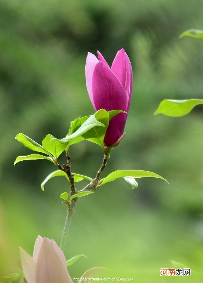 五月开什么花 5月什么花开最漂亮