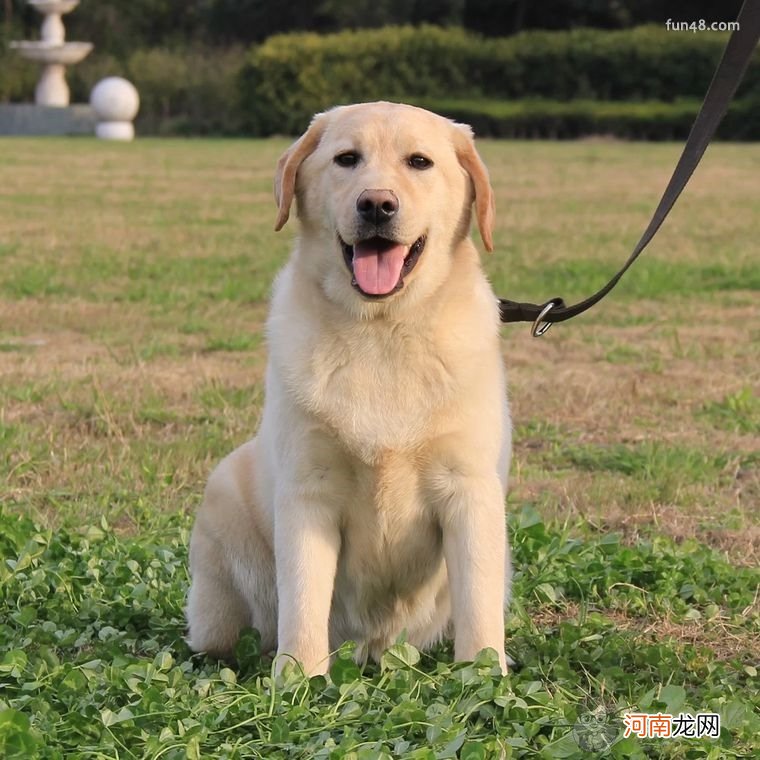 纯种拉布拉多犬辨别方法