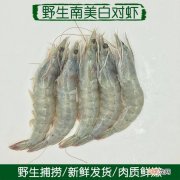 明虾是海虾还是河虾 海虾与养殖虾的区别图