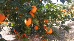 橙子什么季节成熟 橙子是什么季节成熟的