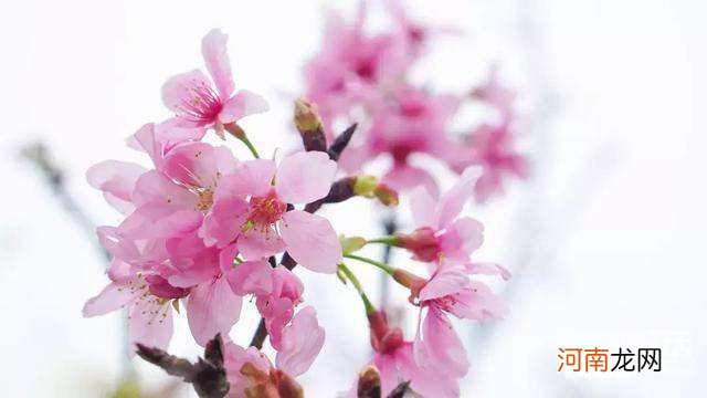 樱花一般几月开 樱花几月开的最旺盛