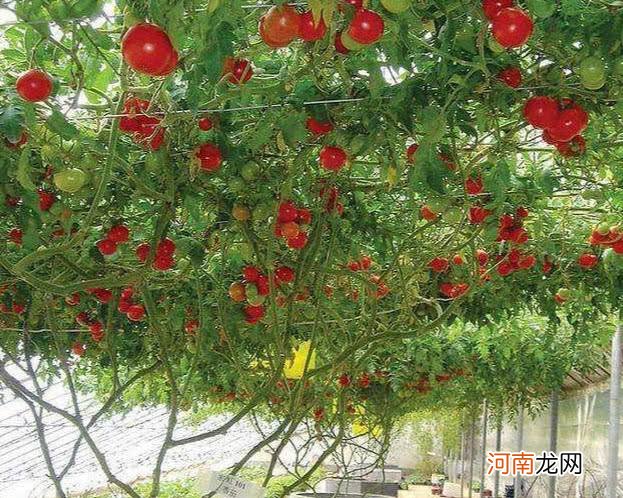 西红柿怎么种植方法 盆栽西红柿的养殖方法