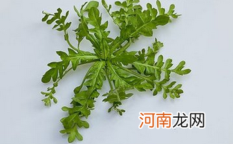 孕妇荠菜能吃吗 孕妇吃了15个荠菜饺子