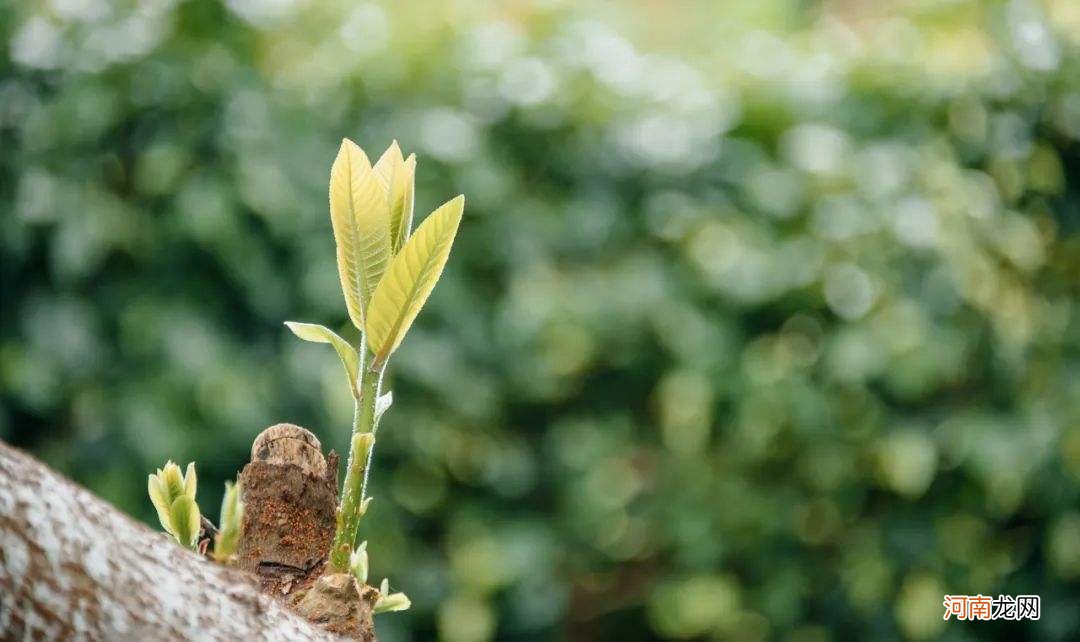 植树节种什么树好 植树节种什么树容易活