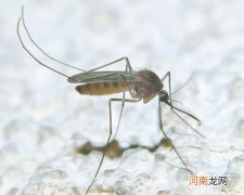 蚊子的寿命一般是多久？蚊子为什么要吸血？