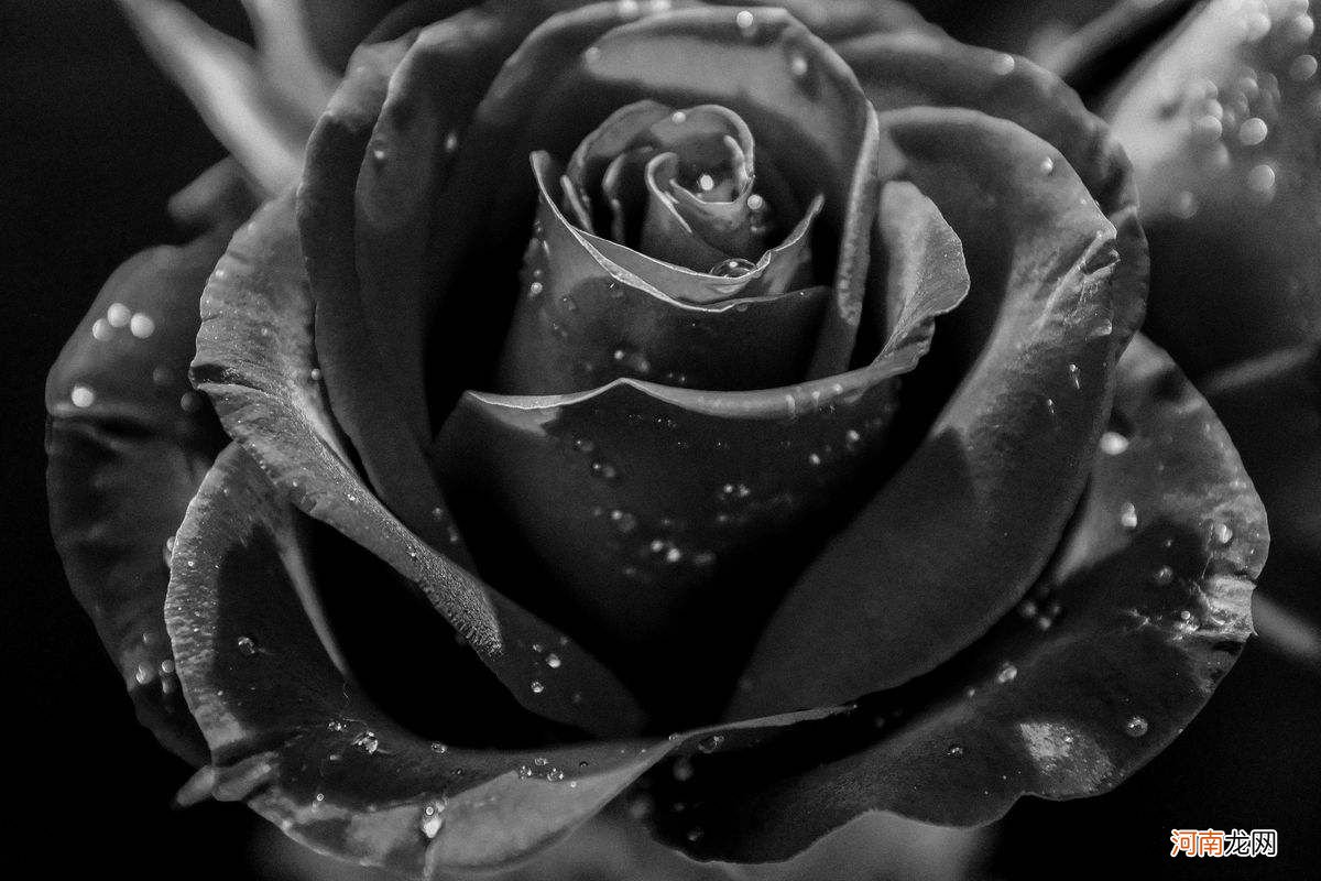 黑玫瑰代表什么意思 给女人叫黑玫瑰的含义