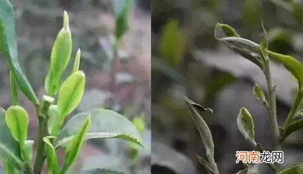 雨前和明前茶的区别 明前雨后茶有什么区别