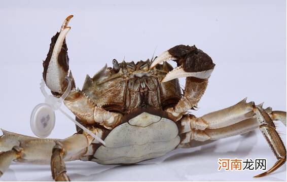 螃蟹的主要品种有哪些？螃蟹如何吃？不能和螃蟹一起吃的东西有哪些？