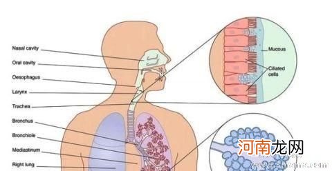 慢性支气管炎的诱发因素是什么